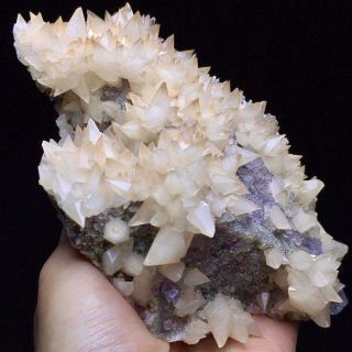 463g Rare Complete Light Yellow Dog Tooth Calcite Crystal Cluster on the Rock 2