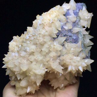 463g Rare Complete Light Yellow Dog Tooth Calcite Crystal Cluster on the Rock 3
