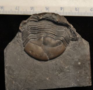 Fossil Trilobite - Thaleops Laurentiana From Ontario