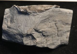 Fossil trilobite - Thaleops laurentiana from Ontario 2