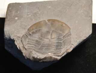 Fossil trilobite - Thaleops laurentiana from Ontario 3