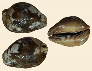 Seashell Cypraea Stercoraria 89.  74 Off Fann Senegal Selected