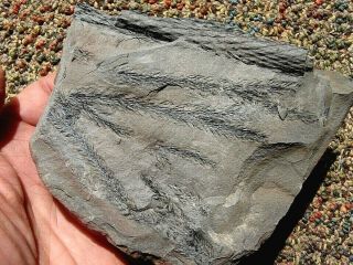 Lepidodendron Leaf Tip Fossil,  Pennsylvanian Age 300 Million Year Old