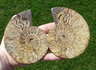 Fossil Sliced And Polished Ammonite Madagascar Split Pair Dinosaur 4 " - 100mm
