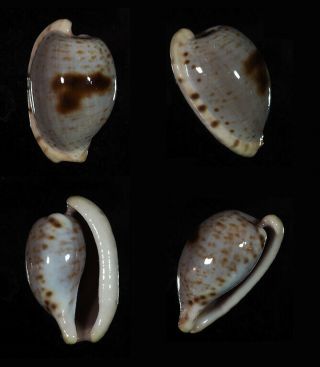 Cypraea Alfredensis - Top Seashells -