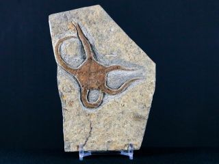 3 " Brittlestar Ophiura Sp Starfish Fossil Ordovician Age Morocco & Stand