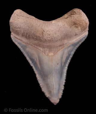 Baby Blue And White Bone Valley Megalodon Shark Tooth
