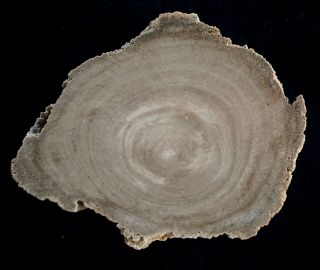 Lindera From South Of Green River Wyoming.  Eocene Polished Petrified Wood