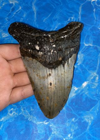 Huge 5.  31” Megalodon Shark Tooth Teeth Big Fossil Meg Scuba Diver Direct 1086