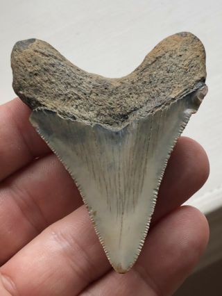 Huge 3 " Megalodon Giant Shark Tooth Teeth Extinct Fossil Megladon