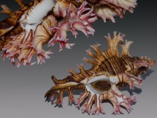 Seashell Murex Chicoreus Palmarosae Fantastic Shell Big 104.  2 Mm