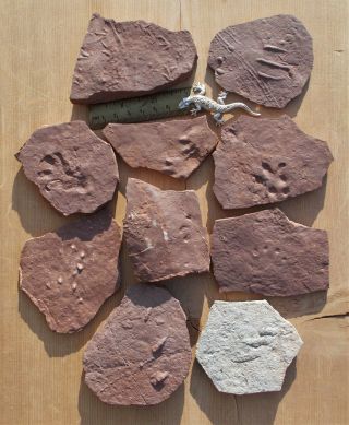 Assortment Of Footprints And Claw Marks.  El Pueblo Early Permian.