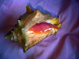 Juvenile Queen Conch Shell 8 - 1/4 " Large Seashell (not From A Fishery)