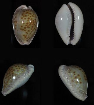 Cypraea Marginalis Size - Top Seashells