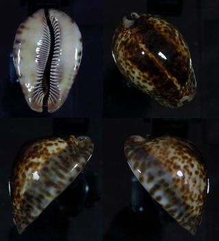 Cypraea Stercoraria Best - Top Seashells -