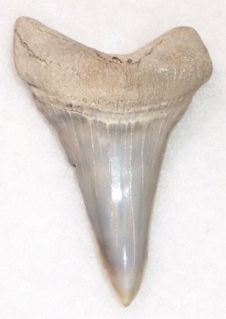 Large 2 5/8 " Lower Fossil Extinct Mako Shark Tooth - Aurora,  Nc