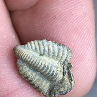 Trilobite Fossil,  Pennsylvanian Age.  From Wise Co.  Texas Wolf Family Coll.