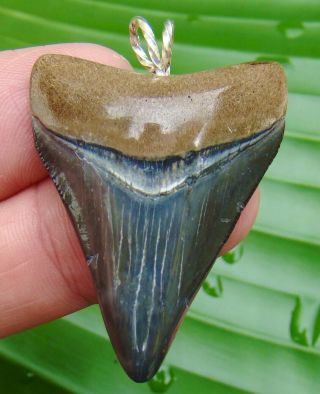 Venice Beach - Megalodon Shark Tooth Necklace - 1 & 7/8 In.  100 Real Fossil