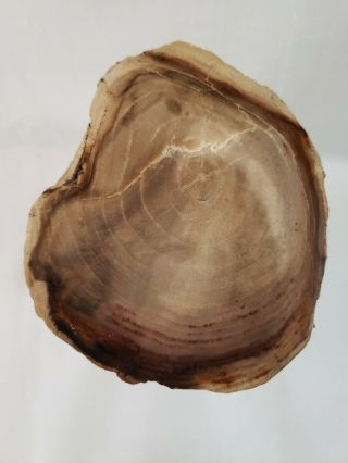 Petrified Wood Log 5 lbs 7 oz.  Display specimen 5.  75 