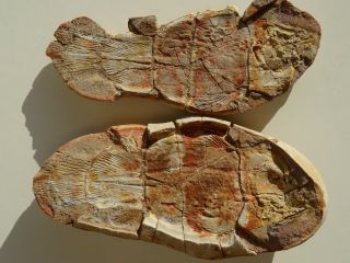 Coelacanth Fish Fossil Three - Dimensional Trias 250 Mio Madagascar (co - 209/709)