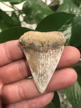 Large 2.  251”baja Fossil Great White Shark Tooth