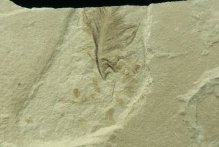 Feather Fossil & Leaf Green River Formation Utah