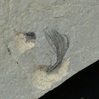 Feather Fossil Green River Formation Utah