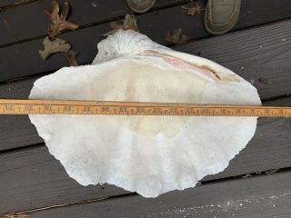 Natural Giant Clam Shell Sea Shell Tridacna Gigas 14.  25 " X 10.  75” X 4.  5”