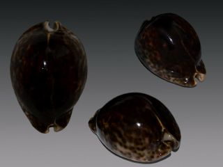 Seashell Cypraea Stercoraria Fantastic Black Specimen 84.  1 Mm F,  /gem
