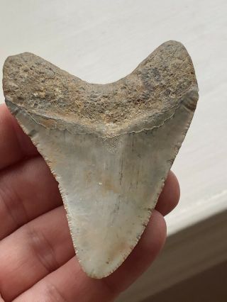 Huge 3 1/8 " Megalodon Giant Shark Tooth Teeth Extinct Fossil Megladon