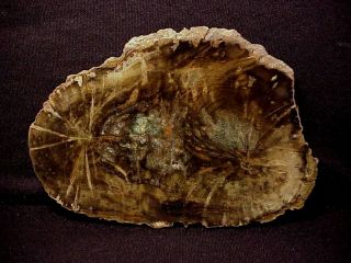 Rw Double Hearted " Petrified Wood Round " - - - - Choice Insect Borings