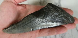 Huge Fossil Megalodon Shark Tooth,  6 Inches Half Tooth