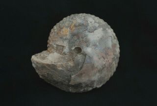 Fossil Jurassic Big Ammonite Cadochamoussetia Uzhovkensis From Russia