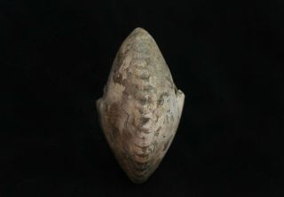 Fossil Jurassic big ammonite Cadochamoussetia uzhovkensis from Russia 2