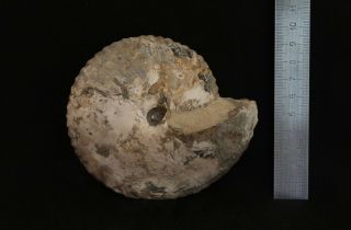 Fossil Jurassic big ammonite Cadochamoussetia uzhovkensis from Russia 3
