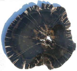 Very Large,  Polished,  Utah Petrified Wood Round