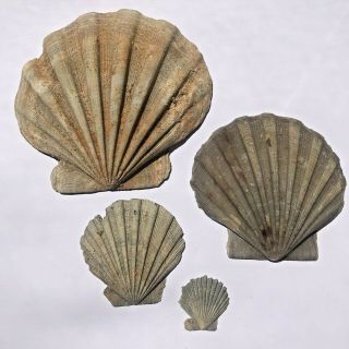 Chesapecten Jeffersonius Scallop Shells State Fossil Of Virginia 4 - 5 Million Y/o