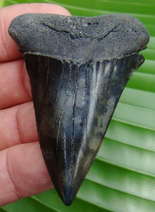 Mako Shark Tooth - Xl 2.  72 - Real Fossil - Quality - No Restorations