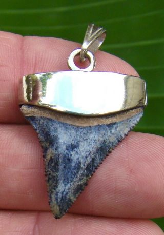 Florida - Great White Shark Tooth Necklace - 1 & 3/8 In.  - Sterling Silver