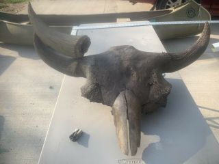 Large Fossil Bison Skull Horn 30 - 31”