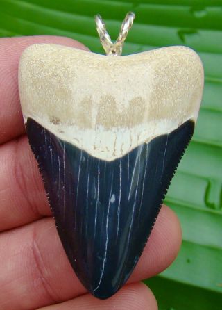Bone Valley - Megalodon Shark Tooth Necklace - 1.  95 In.  Deep Blue - Real Fossil