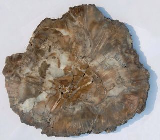 Very Large,  Polished Arizona Petrified Wood Round - Woodworthia