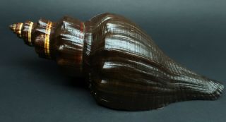 Large mature Pugilina morio F,  205 mm W Africa seashell w/operculum H 2