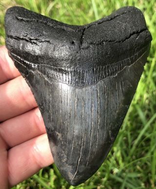 Killer Serrated 4.  144 " Megalodon Shark Tooth Fossil