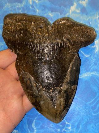 Huge 5.  85” Megalodon Shark Tooth Teeth Extinct Fossil Meg Scuba Diver Direct 960