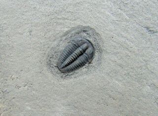 Perfect Bolaspidella Jarrardi Trilobite Fossil With Hypagnostus