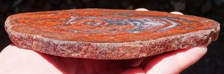Mw: Petrified Wood RED & BLACK - India - Polished Round Slab 2