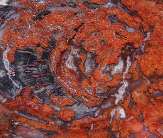 Mw: Petrified Wood RED & BLACK - India - Polished Round Slab 3