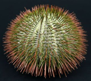 Fantastic w/spines: Temnopleurus alexandri 79.  4 mm Sydney Australia sea urchin 2