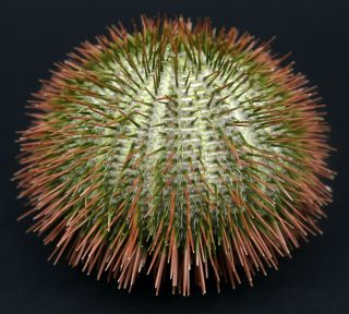 Fantastic w/spines: Temnopleurus alexandri 79.  4 mm Sydney Australia sea urchin 3